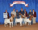 Tapi Boer campioni