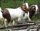 Tapi Boer deosebiti