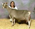 Toggenburg capra-deosebita