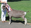 Toggenburg cea frumoasa-1