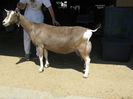 Toggenburg cu lapte-654
