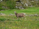 Toggenburg la pascut
