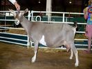 Toggenburg maronie