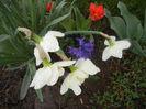 Spring Colors (2014, March 24)