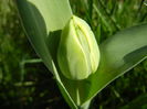 0327 Tulip Bud_Lalea (2014, March 27)