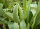 Tulip Bud_Lalea (2014, March 29)