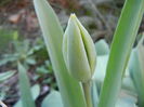 Tulip Bud_Lalea (2014, March 29)