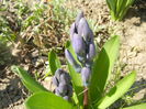 Hyacinth Delft Blue (2014, March 19)