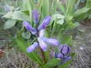 Hyacinth Delft Blue (2014, March 20)