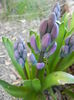 Hyacinth Delft Blue (2014, March 20)