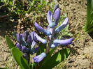 Hyacinth Delft Blue (2014, March 20)