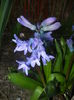 Hyacinth Delft Blue (2014, March 21)