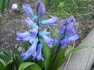 Hyacinth Delft Blue (2014, March 22)