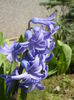 Hyacinth Delft Blue (2014, March 23)