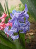 Hyacinth Delft Blue (2014, March 24)