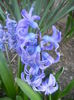 Hyacinth Delft Blue (2014, March 26)