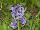 Hyacinth Delft Blue (2014, March 29)