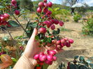 lilly pilly