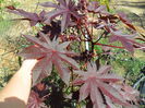 ricin new zealand violet