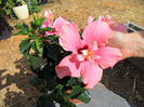 hibiscus plante la vanzare