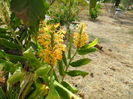 hedychium gardnerianum