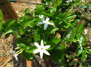jasminum sambac