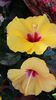 Boreas Yellow