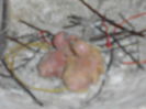 DSCN1991