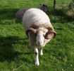 Wiltshire Horn-berbec