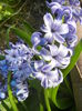 Hyacinth Delft Blue (2014, March 30)