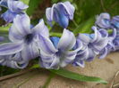 Hyacinth Delft Blue (2014, April 01)