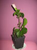 Picture My plants 768