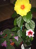 Picture My plants 812