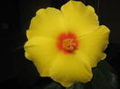 Picture My plants 807