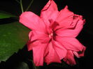Picture My plants 1380