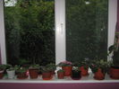 Picture My plants 1350