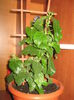Picture My plants 1416