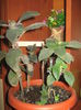 Picture My plants 1417