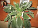 Picture My plants 1418
