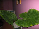 Picture My plants 1421