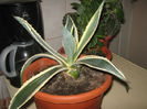 Picture My plants 1424