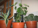 Picture My plants 1496