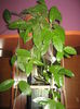 Picture My plants 1465