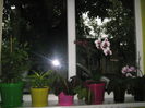 Picture My plants 1357