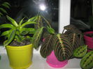 Picture My plants 1358