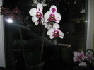 Picture My plants 1360