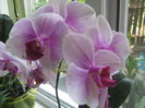 Picture My plants 615