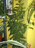 Picture My plants 1394