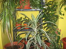 Picture My plants 1396