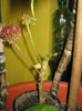 Picture My plants 1410